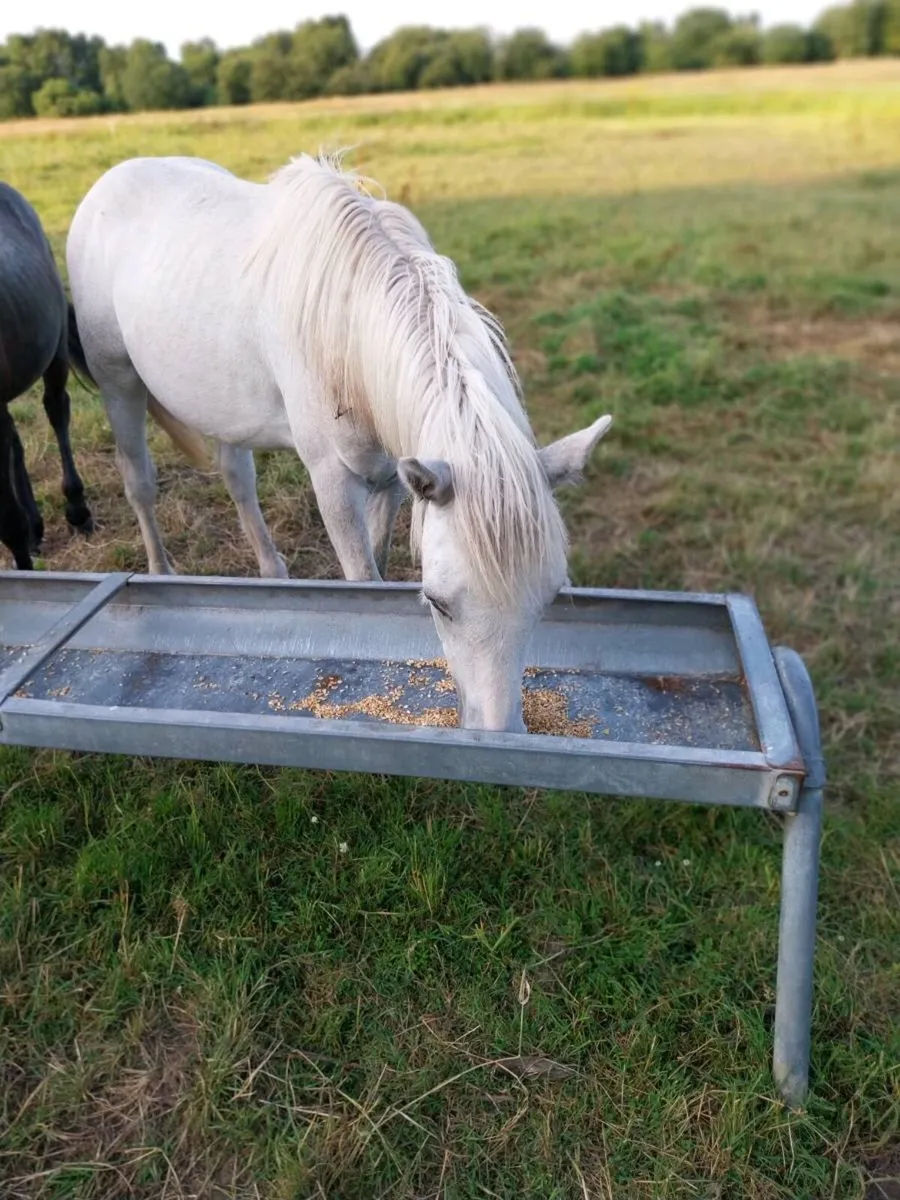 Connemara colt - Image 3
