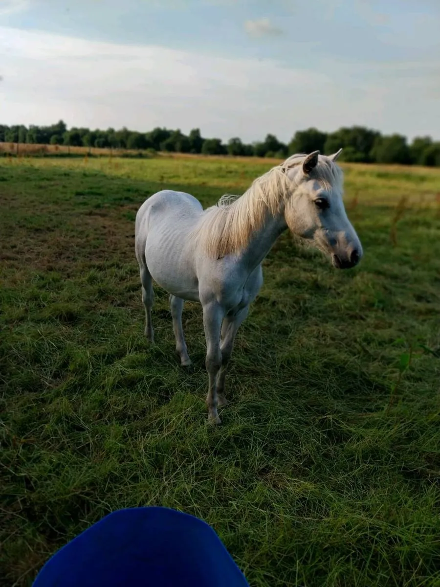 Connemara colt - Image 4