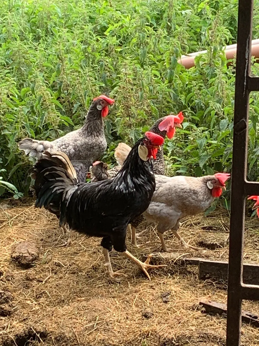 Chickens , pullets , laying hens , hatching eggs - Image 2