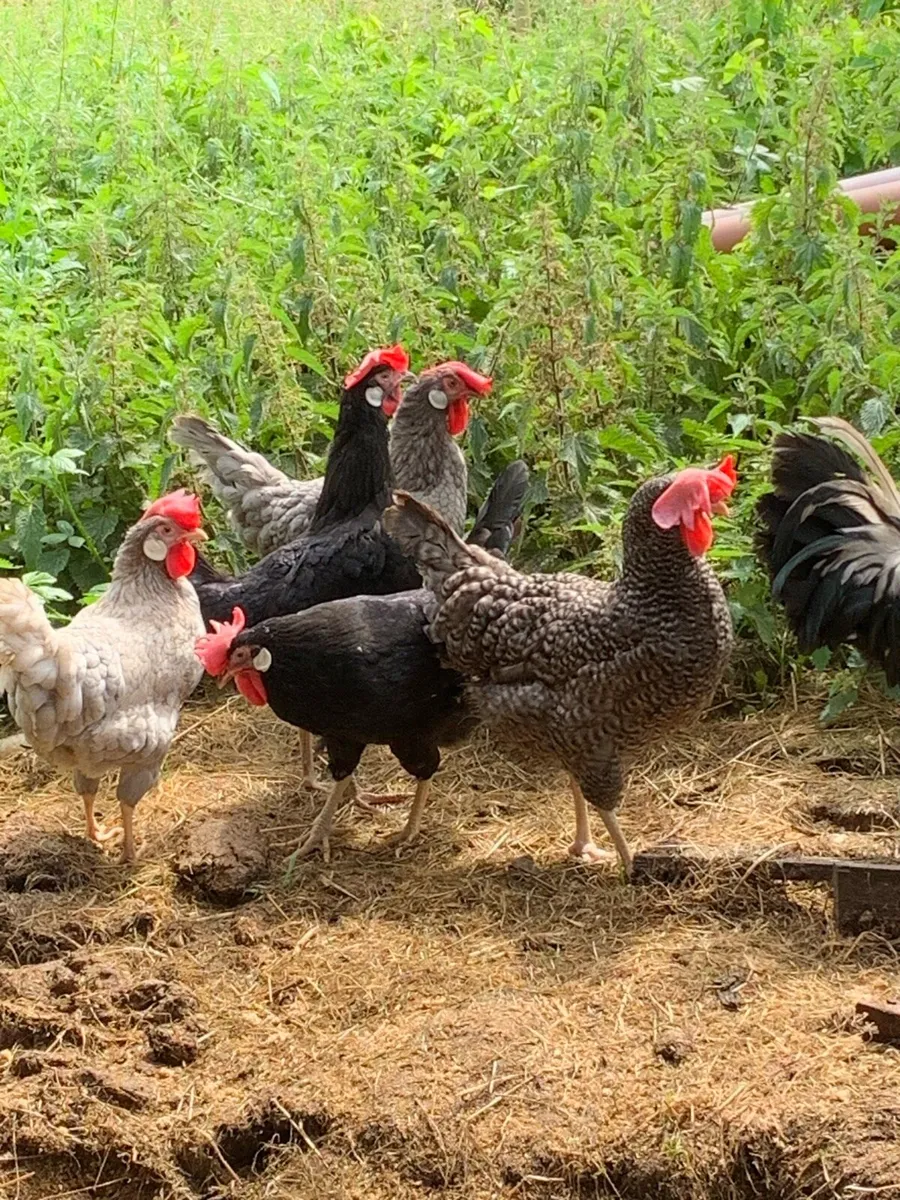 Chickens , pullets , laying hens , hatching eggs - Image 1