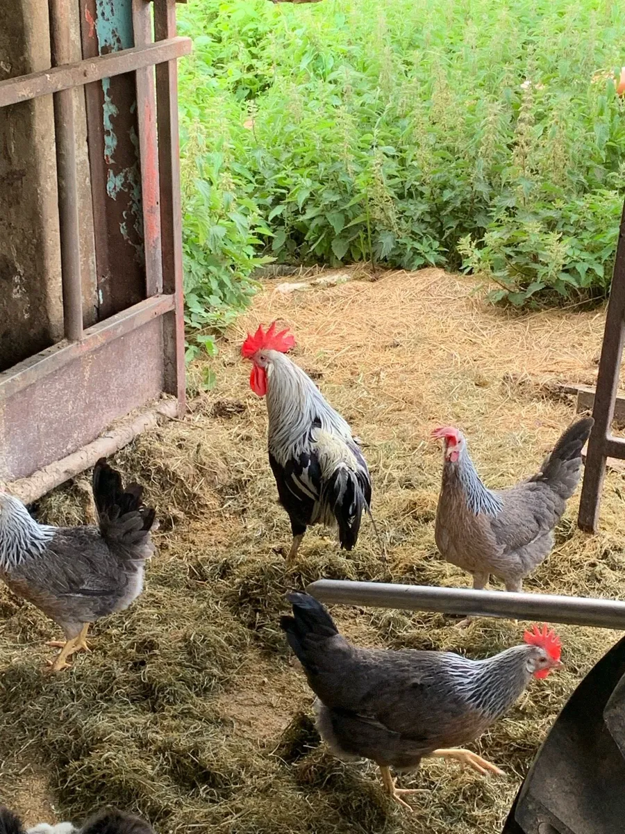 Chickens , pullets , laying hens , hatching eggs - Image 4