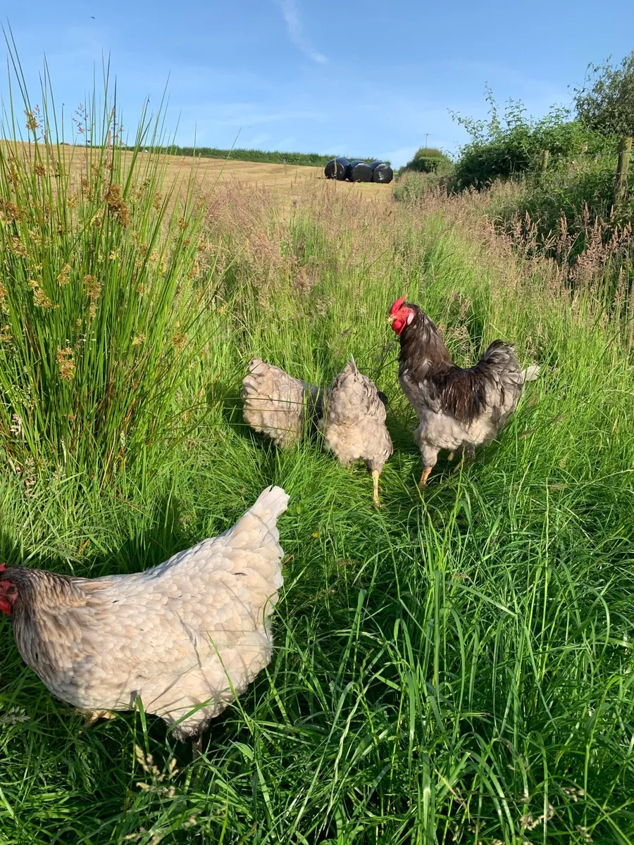 Chickens , pullets , laying hens , hatching eggs - Image 3