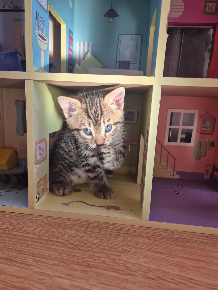 kittens - Image 2
