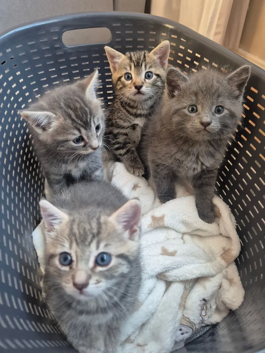 kittens - Image 1