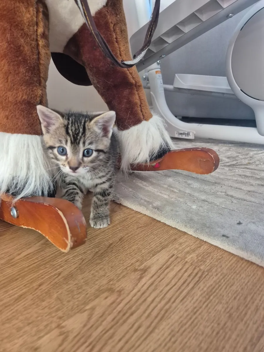 kittens - Image 3