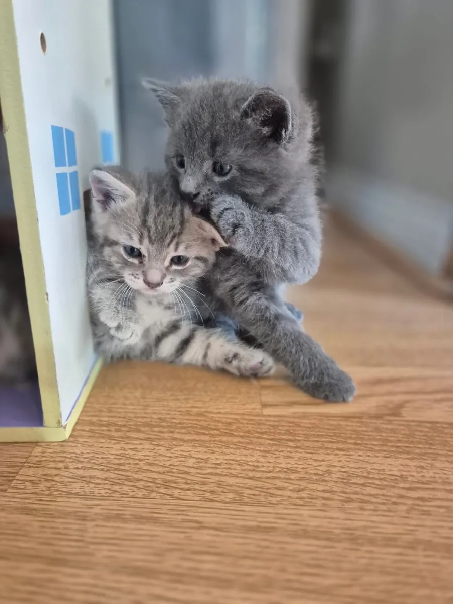 kittens - Image 4
