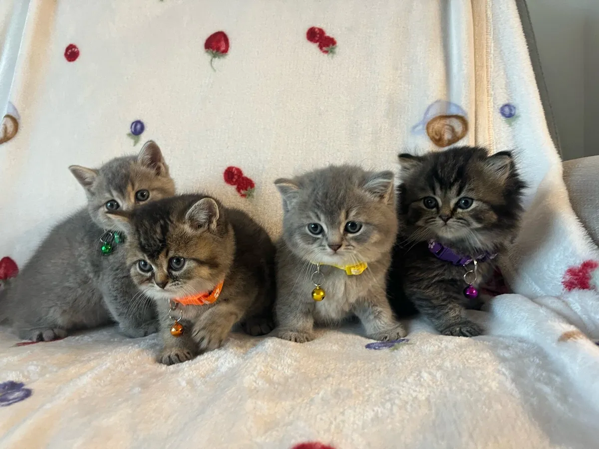Beautiful British kittens 2 boys 2 girls 🥰🐈‍⬛ - Image 1