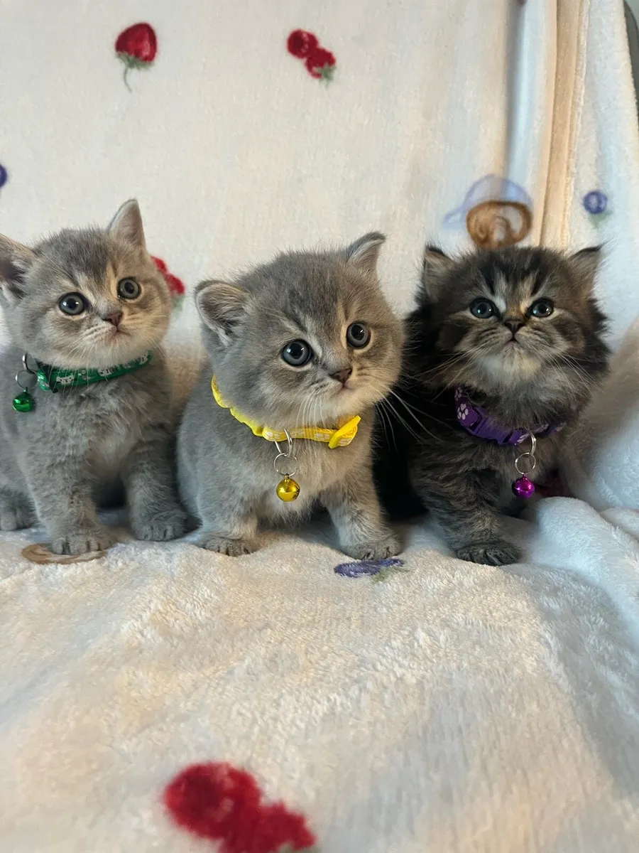 Beautiful British kittens 2 boys 2 girls 🥰🐈‍⬛ - Image 2
