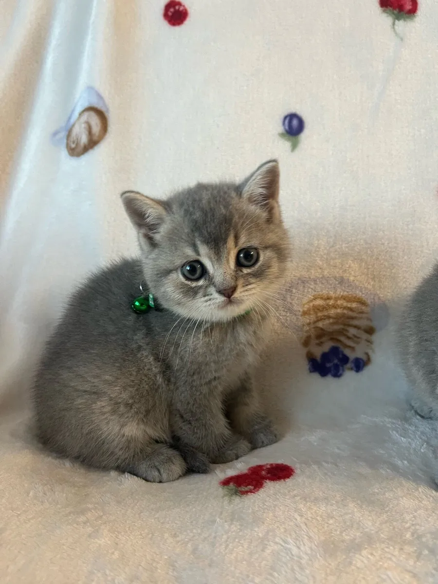 Beautiful British kittens 2 boys 2 girls 🥰🐈‍⬛ - Image 3