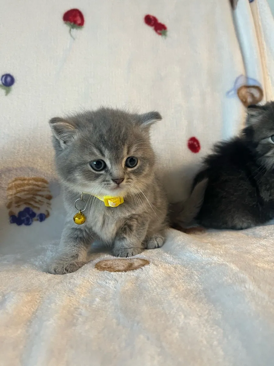 Beautiful British kittens 2 boys 2 girls 🥰🐈‍⬛ - Image 4