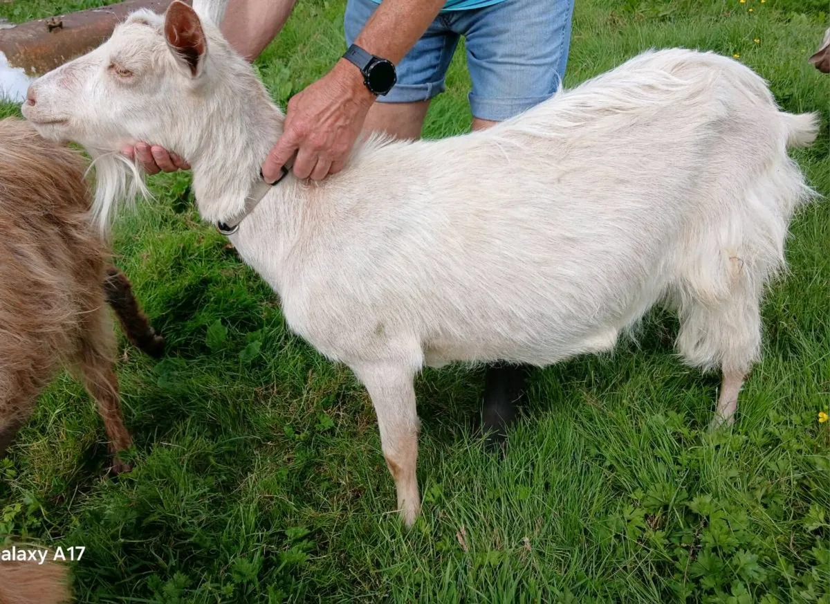Golden Guernsey X FEMALE Goat - Image 1