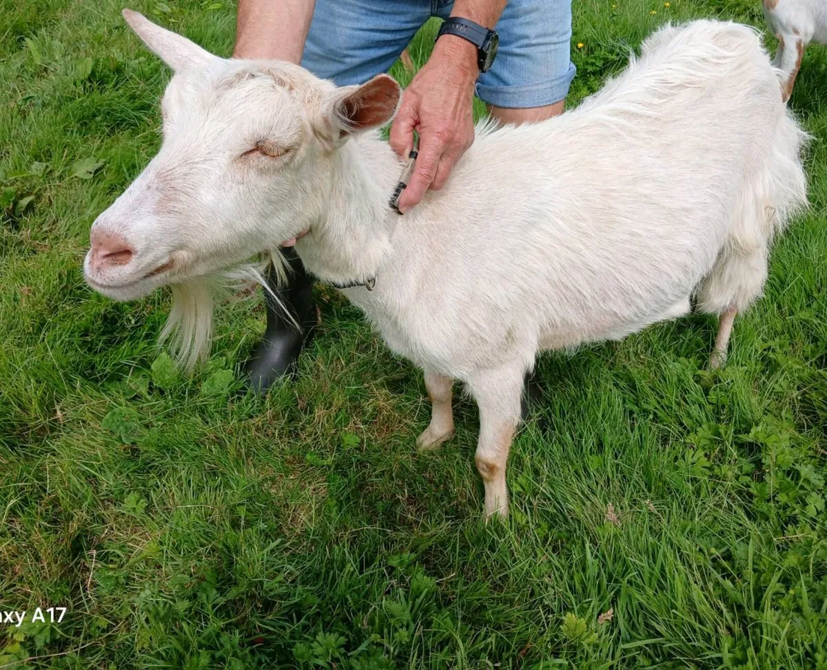 Golden Guernsey X FEMALE Goat - Image 2