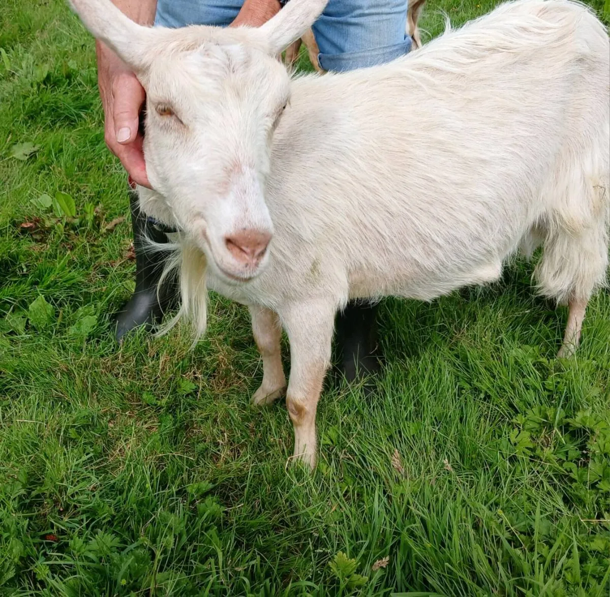 Golden Guernsey X FEMALE Goat - Image 3