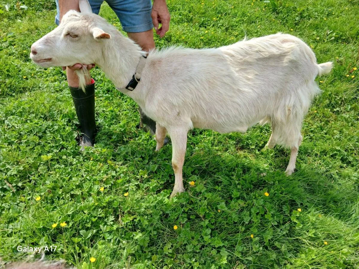 Golden Guernsey X FEMALE Goat - Image 4