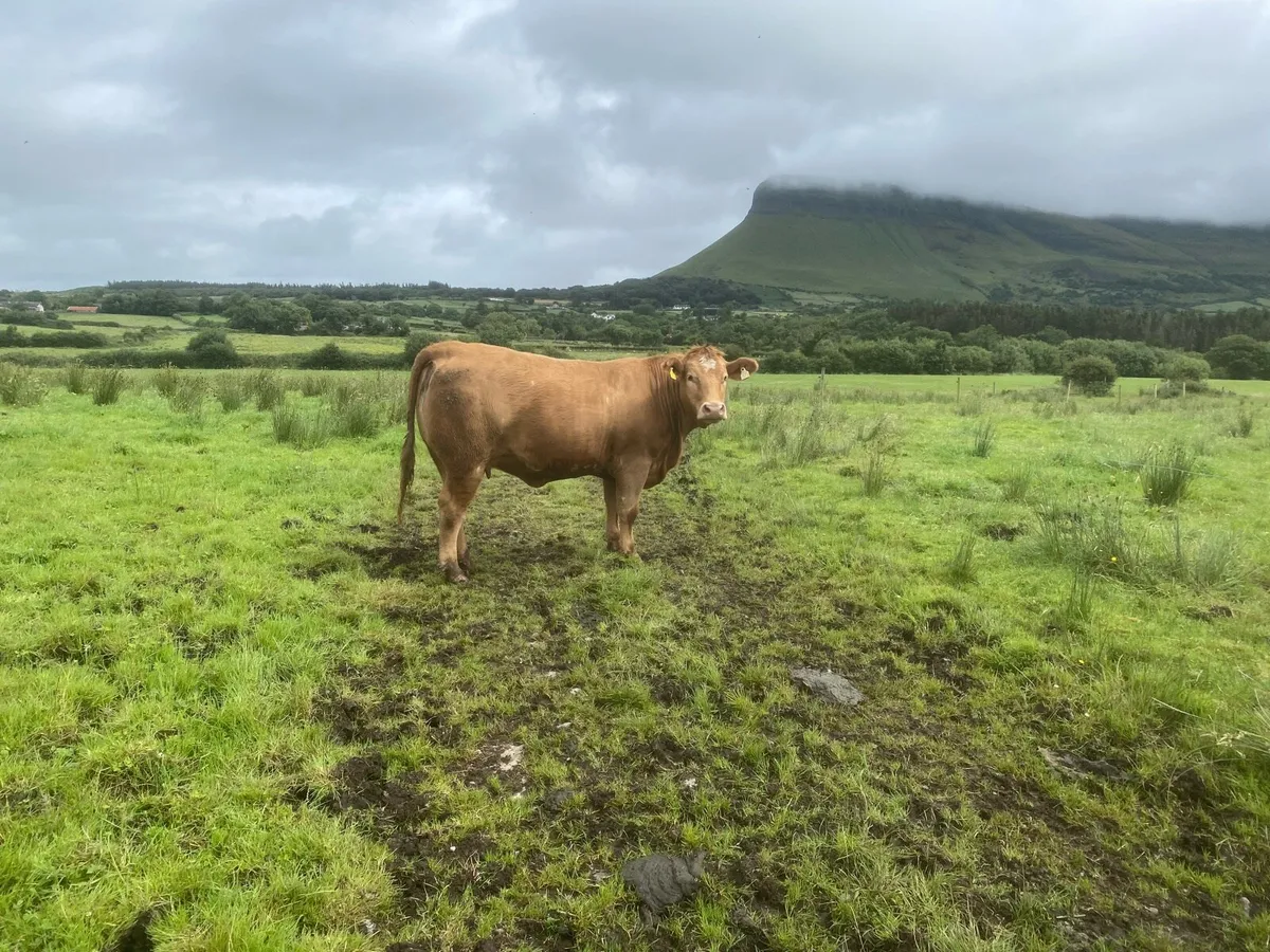 Heifers - Image 2