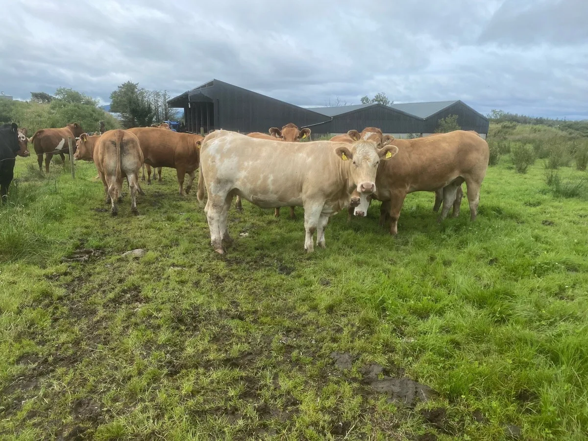 Heifers - Image 3