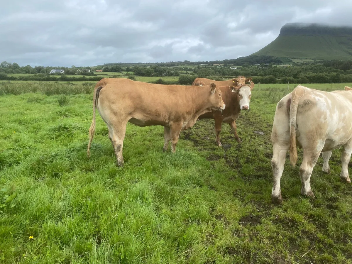 Heifers - Image 4