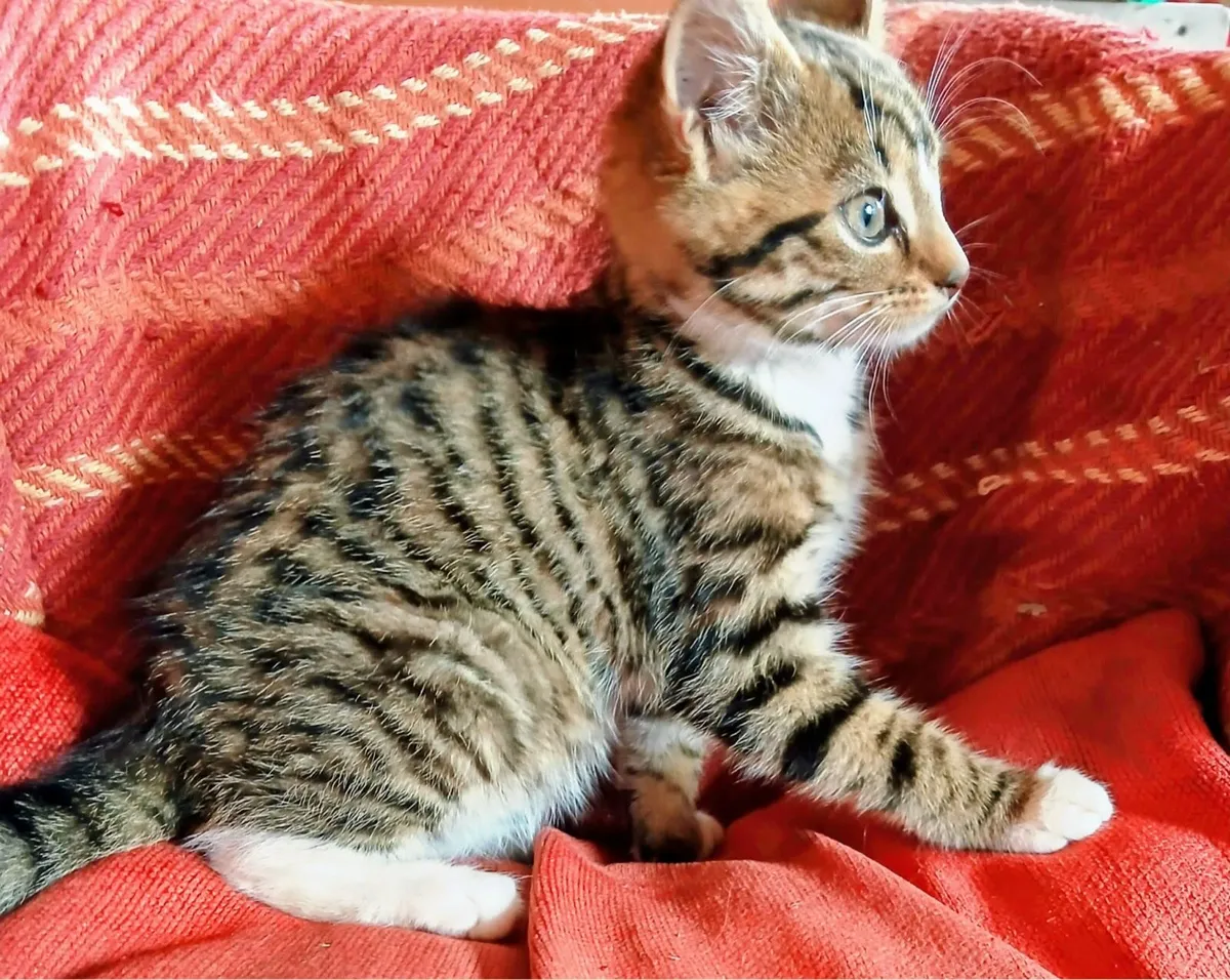 Bengal Female X Kitten - Image 1