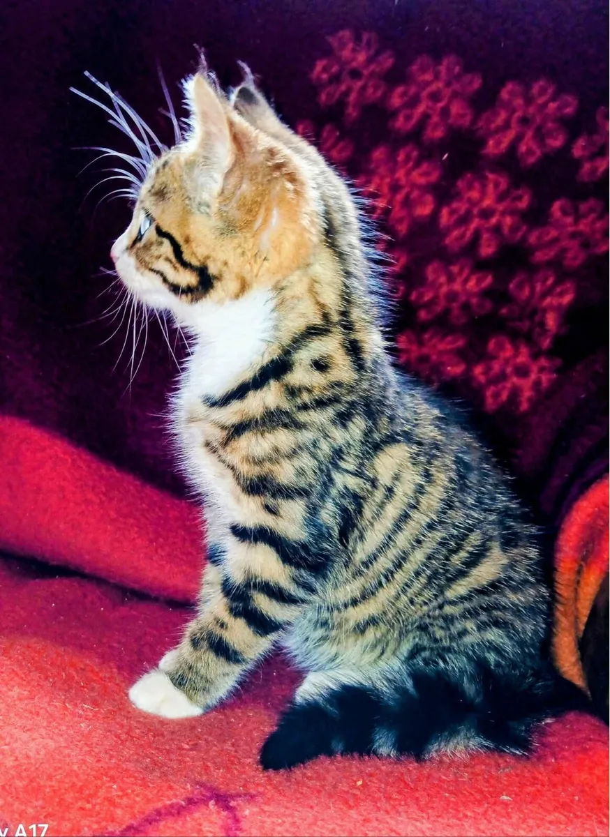 Bengal Female X Kitten - Image 2