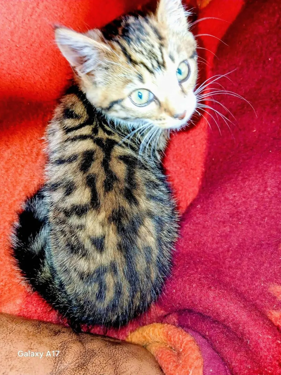 Bengal Female X Kitten - Image 4
