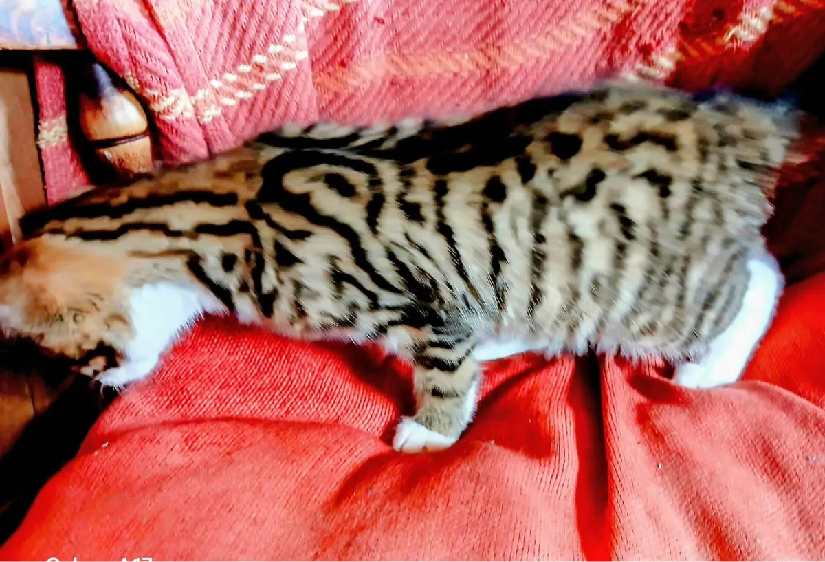 Bengal Female X Kitten - Image 3