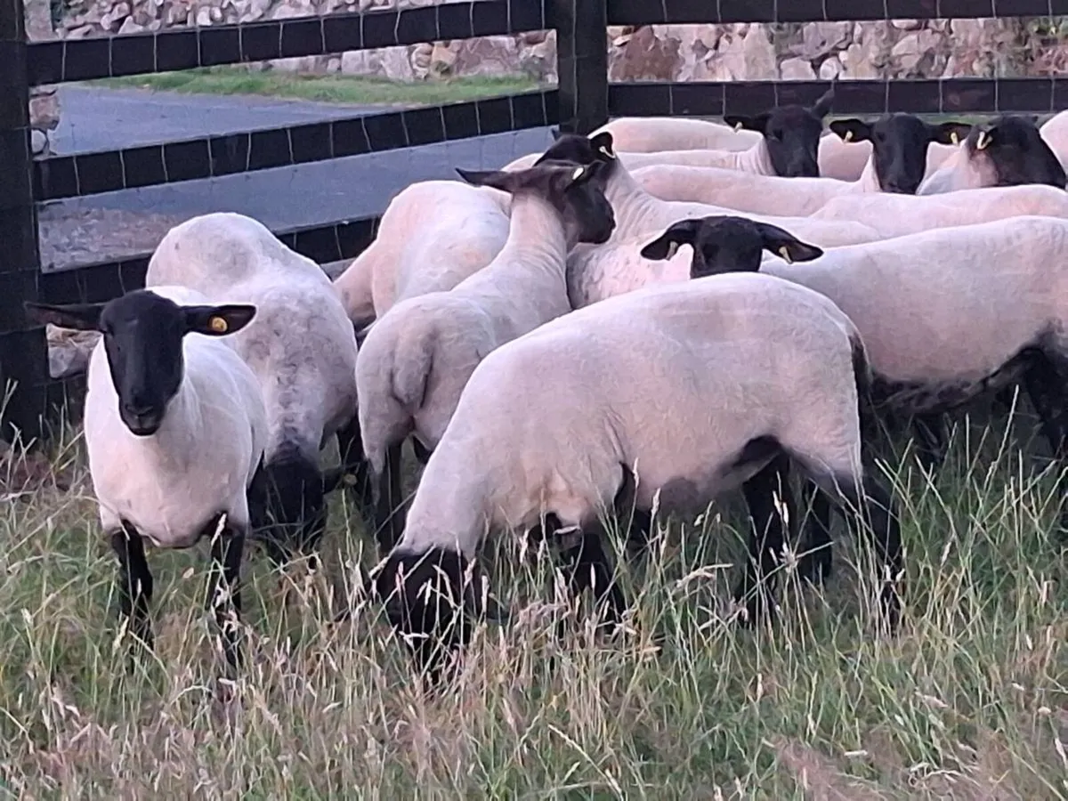 20 STRONG SUFFOLK HOGGET EWES - Image 2