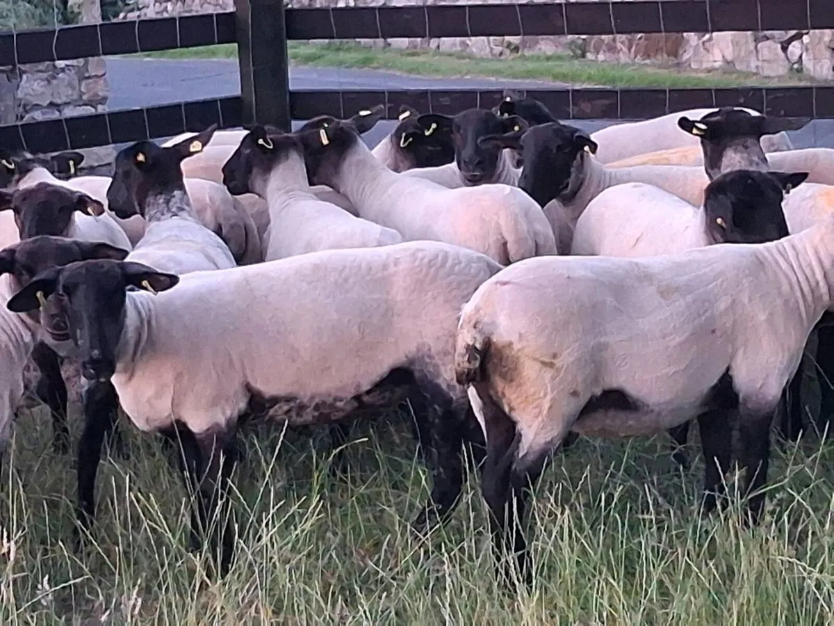 20 STRONG SUFFOLK HOGGET EWES - Image 3