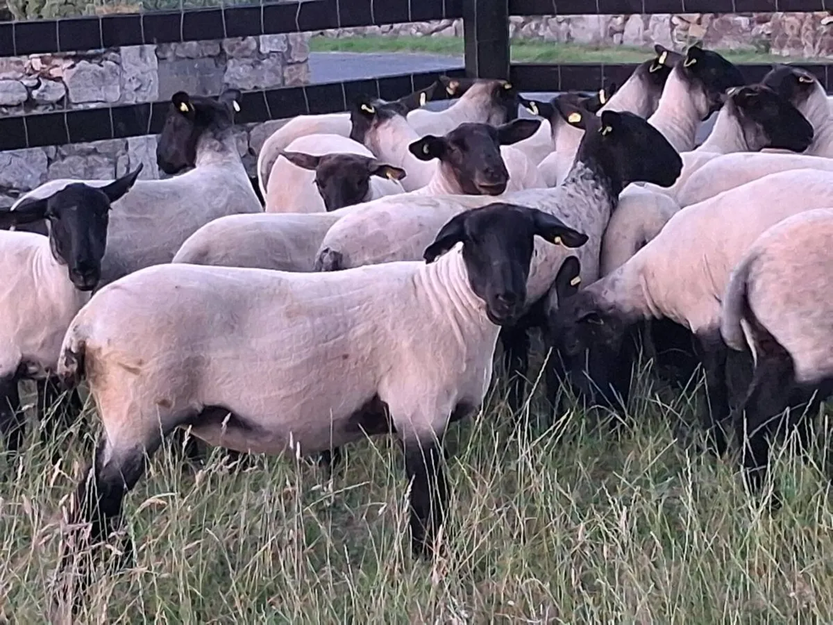 20 STRONG SUFFOLK HOGGET EWES - Image 4