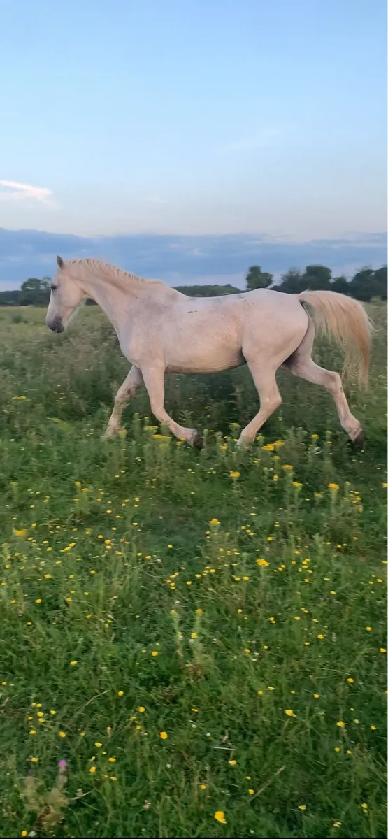 Mare + mare and foal for sale - Image 3