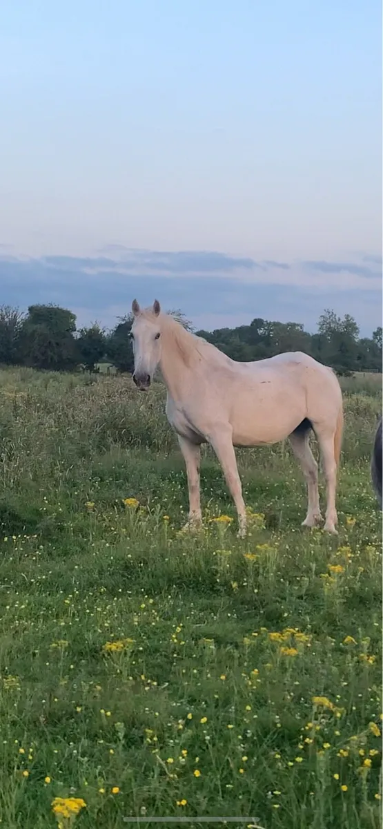 Mare + mare and foal for sale - Image 1