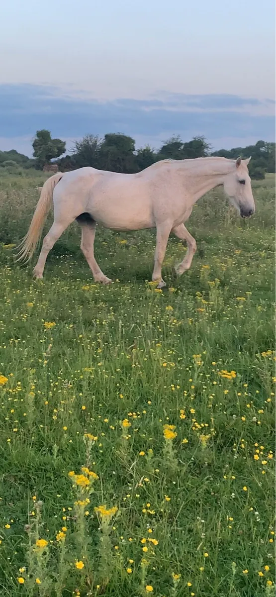 Mare + mare and foal for sale - Image 2
