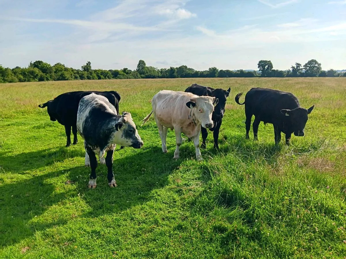 Bullocks - Image 2