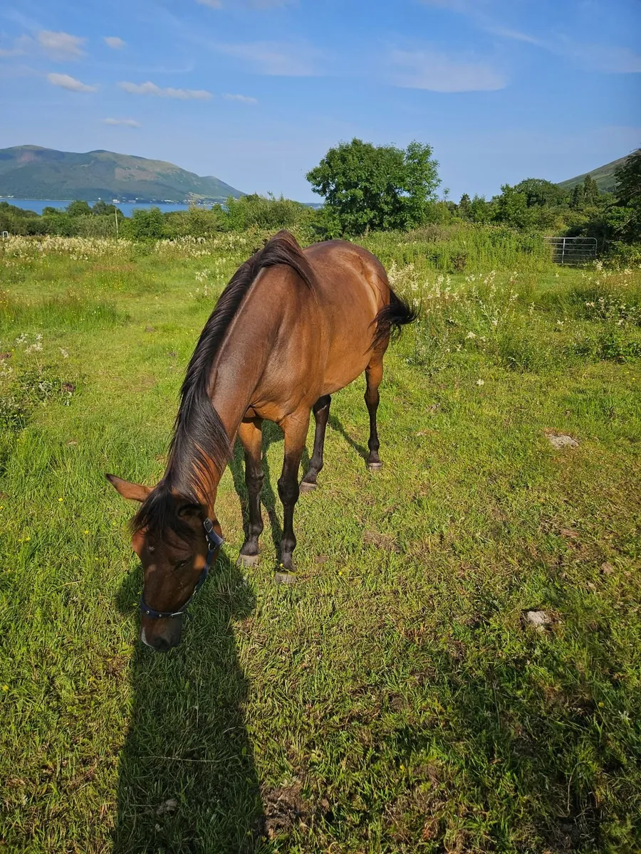 Tb filly - Image 1