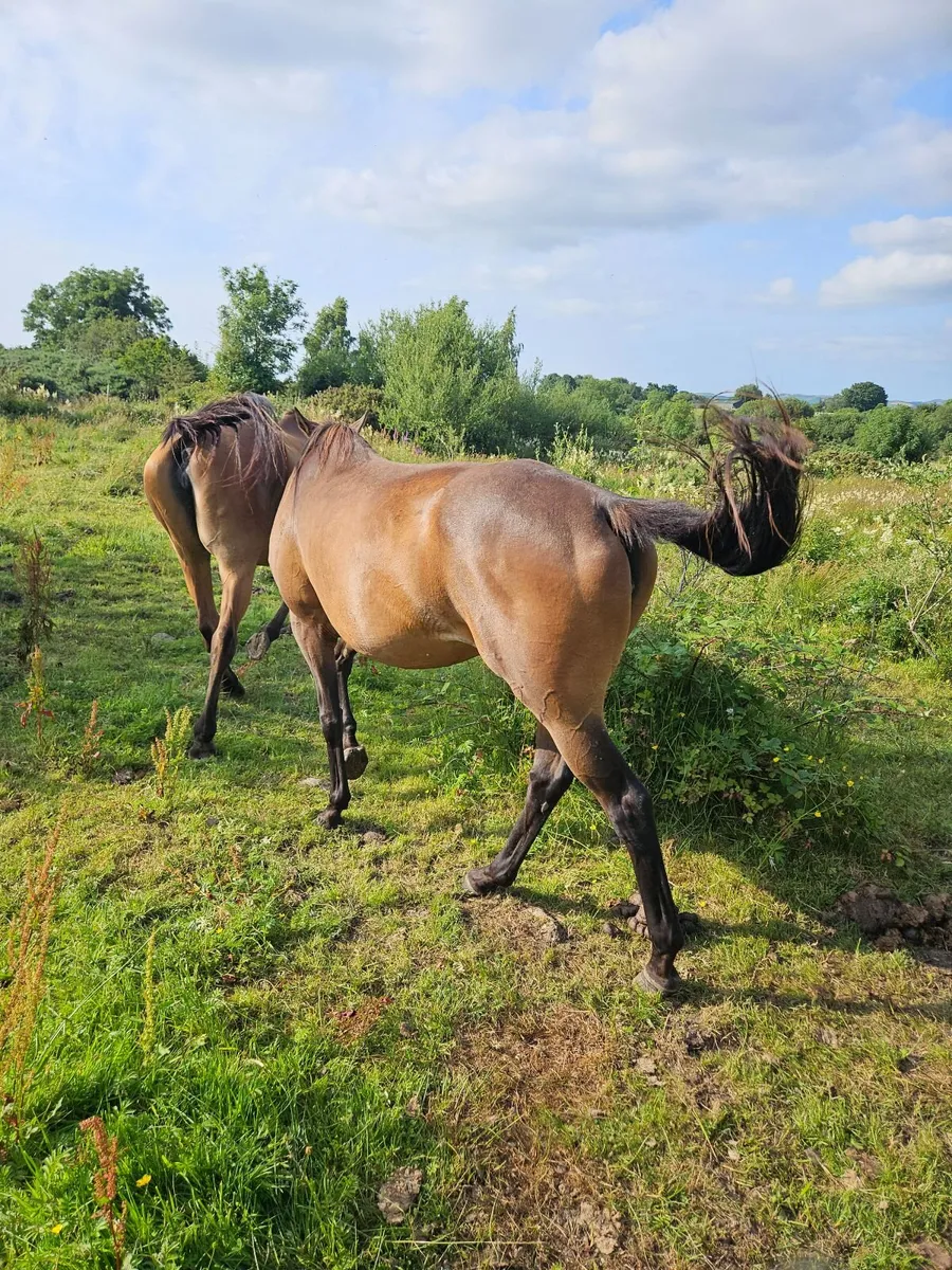 Tb filly - Image 3