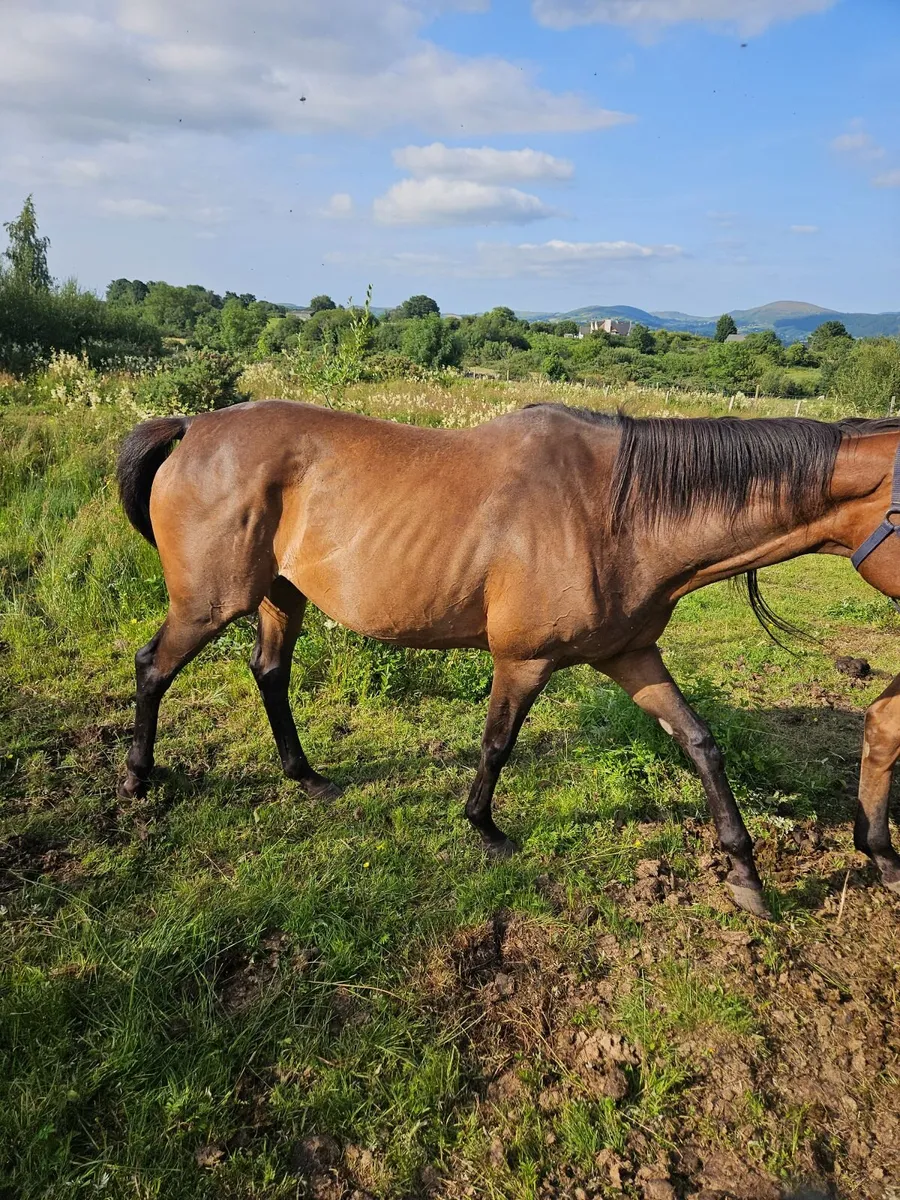 Tb filly - Image 4