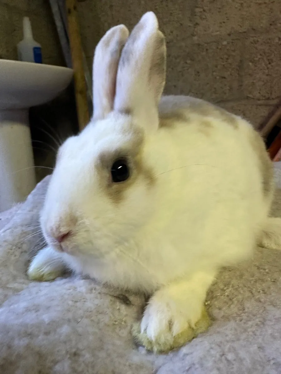 Rabbit - Image 1