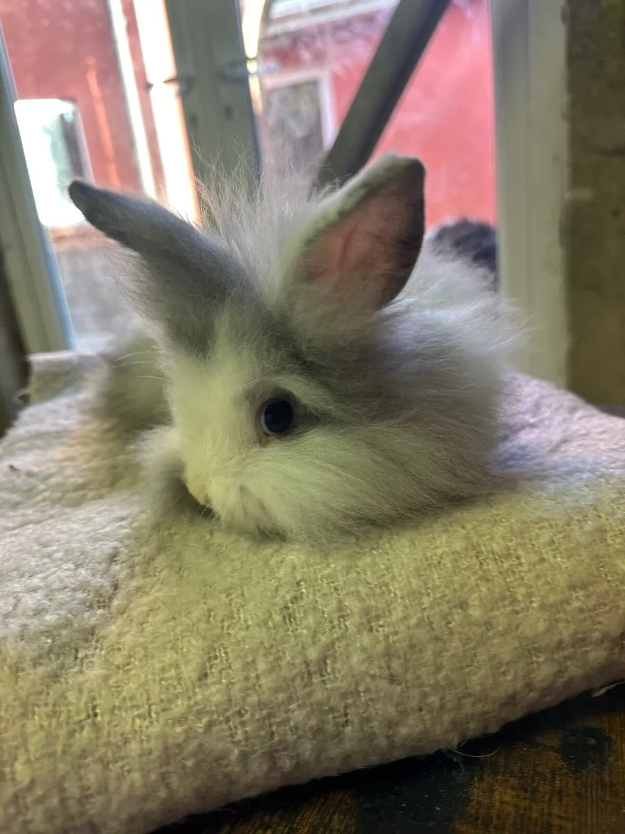 Rabbit - Image 2