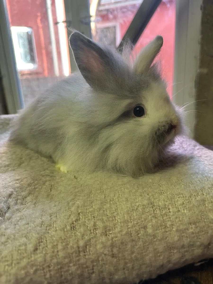Rabbit - Image 3