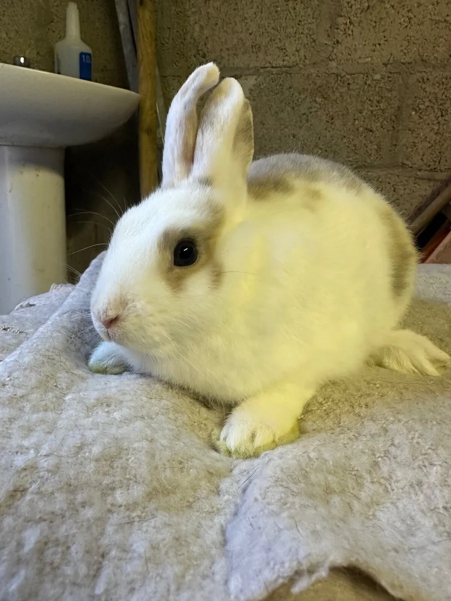 Rabbit - Image 4