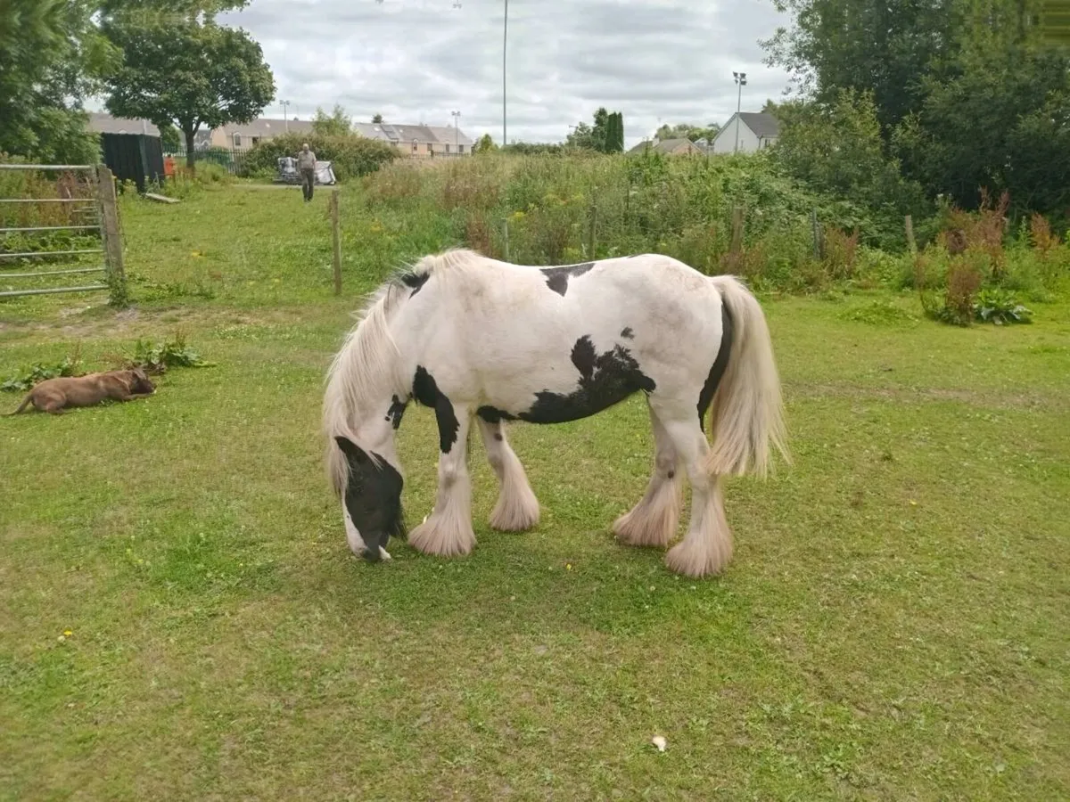 Heavy mare - Image 1