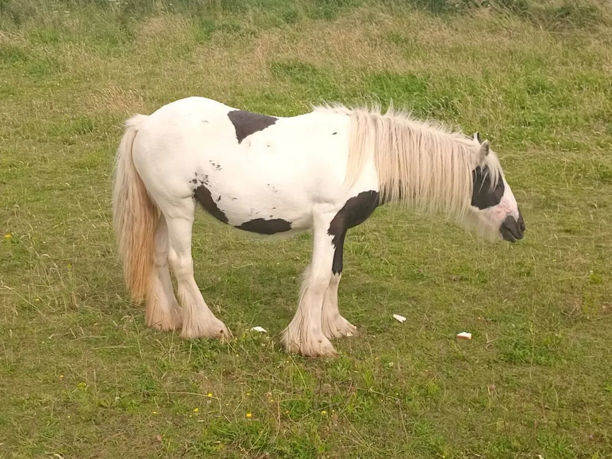 Heavy coloured filly - Image 2