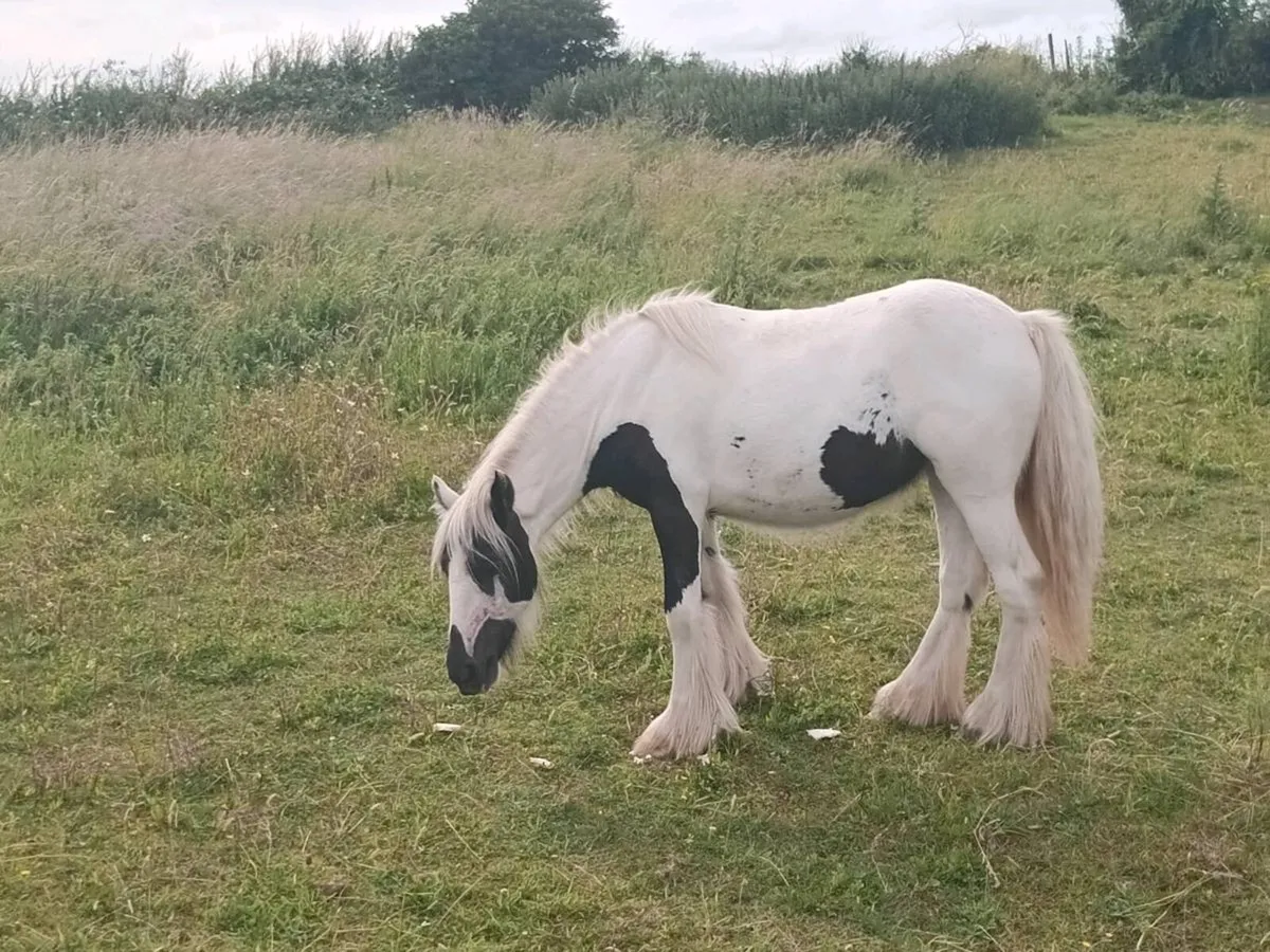 Heavy coloured filly - Image 3