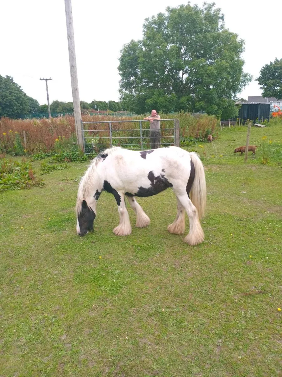 Heavy mare - Image 2