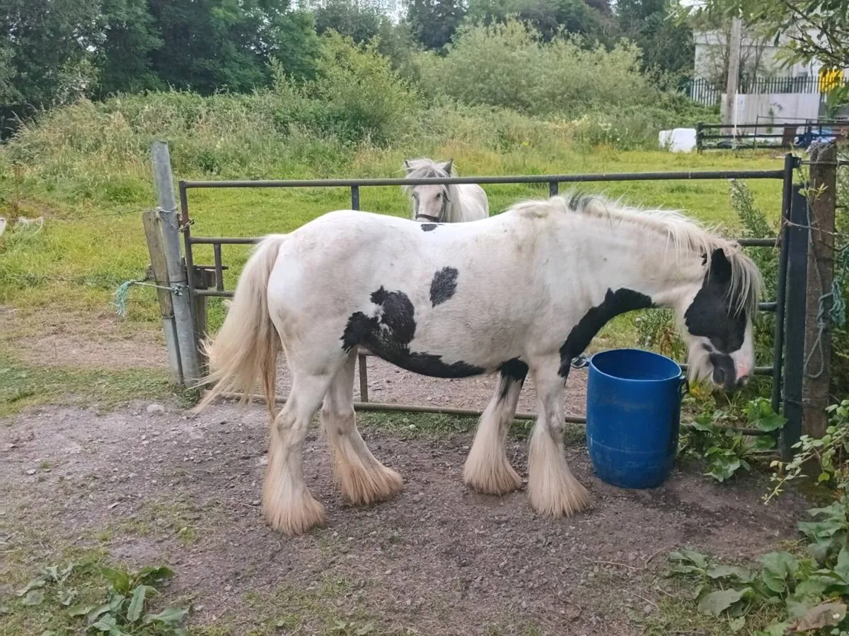 Heavy mare - Image 3
