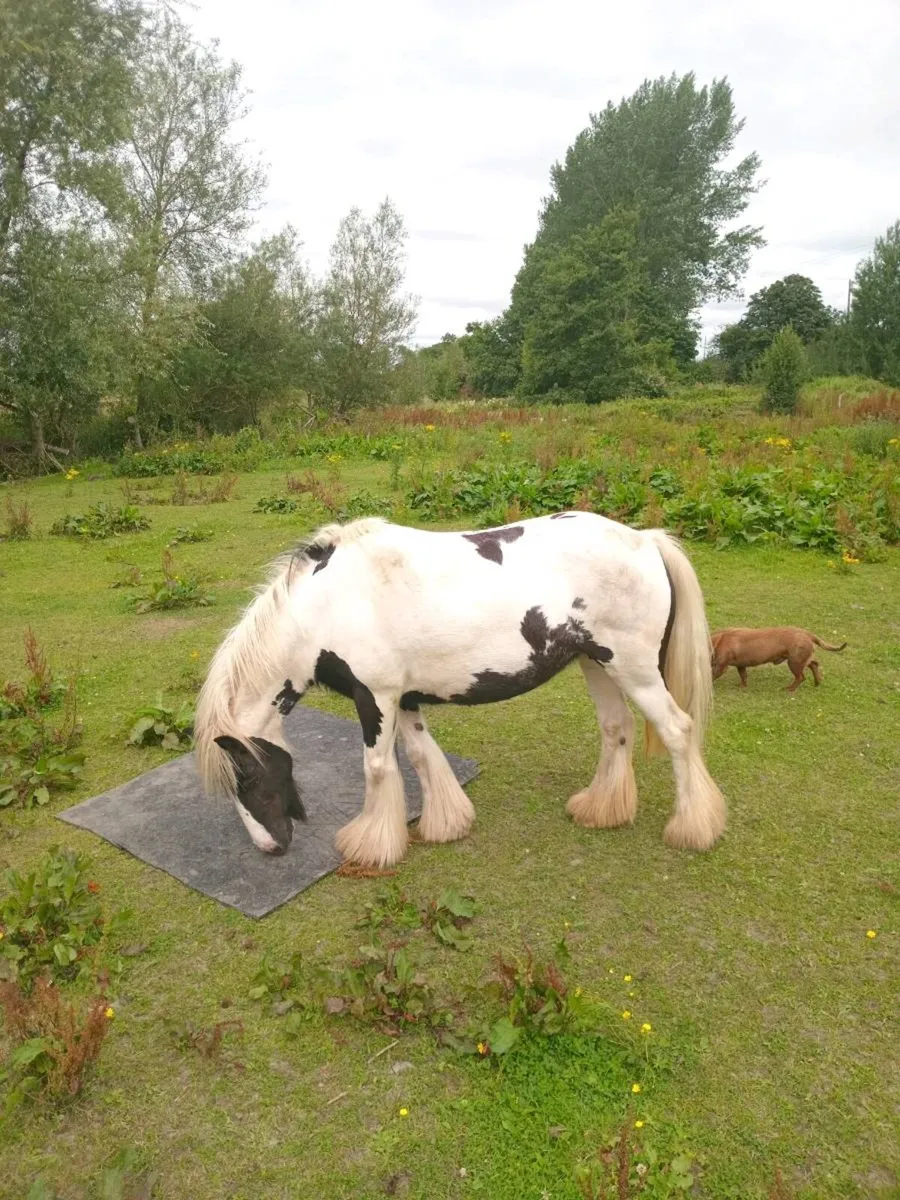 Heavy mare - Image 4