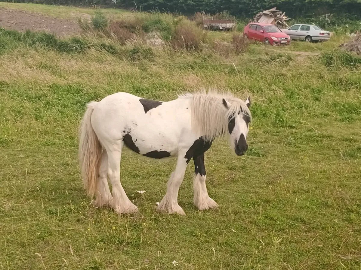 Heavy coloured filly - Image 4