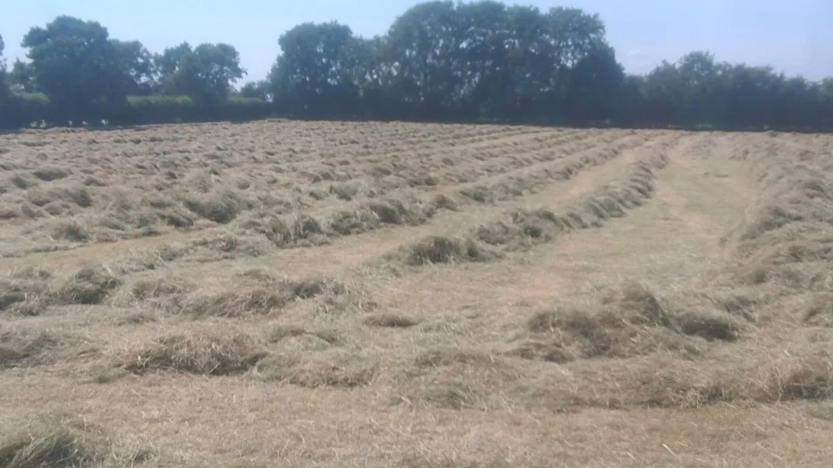 Hay for Sale - Image 3