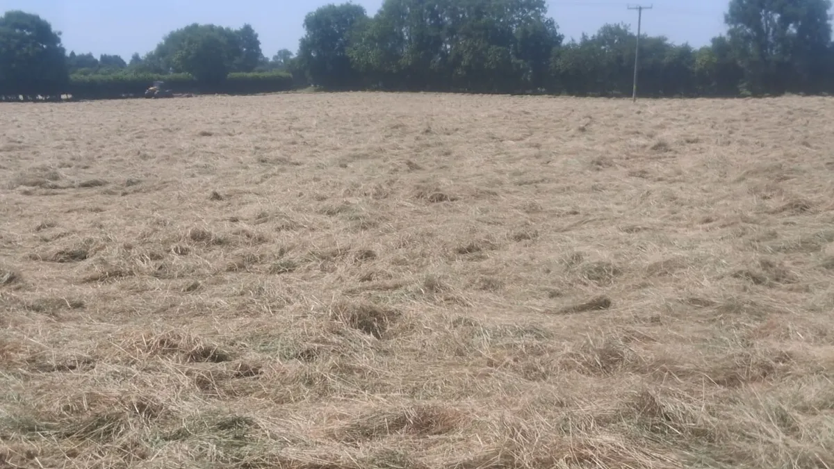 Hay for Sale - Image 2