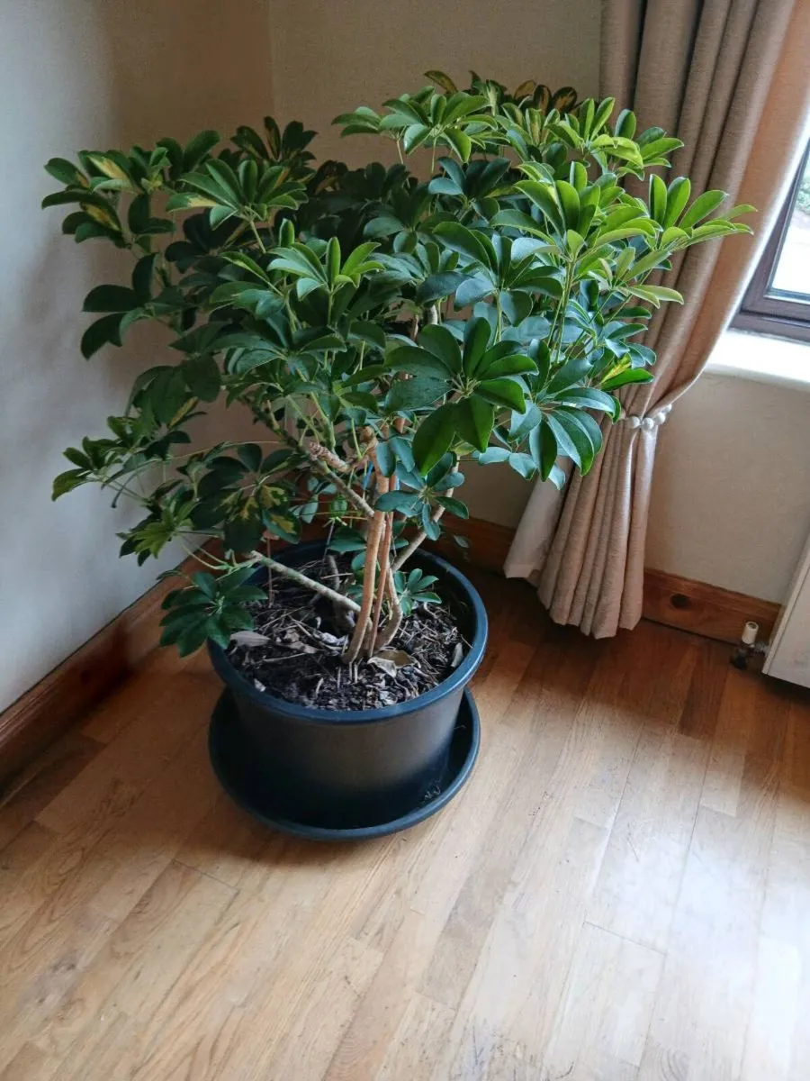 LARGE HEALTHY UMBRELLA PLANT - Image 2