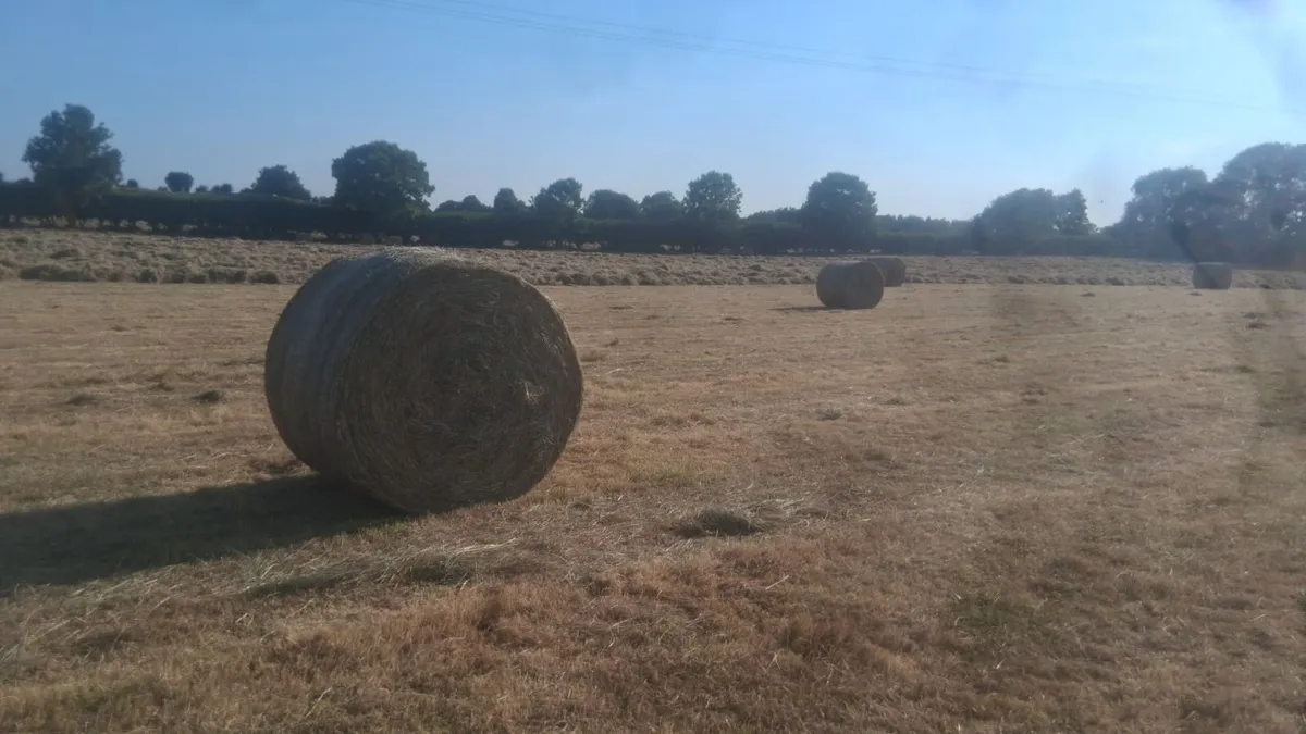 Hay for Sale - Image 4